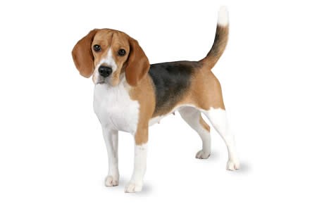 Beagle