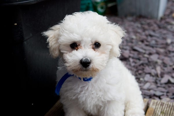 Bedlington Terrier