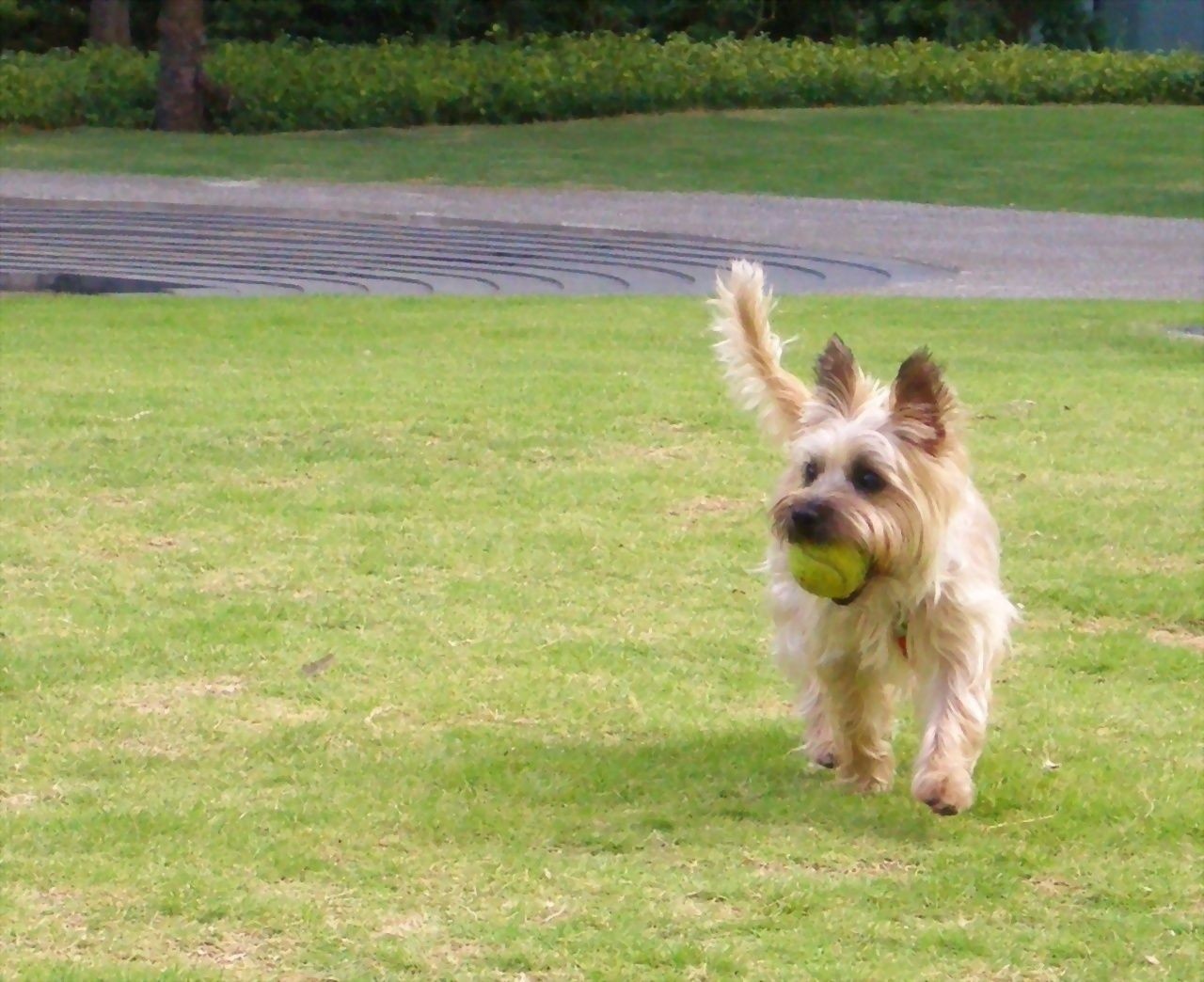 Brussels Griffon