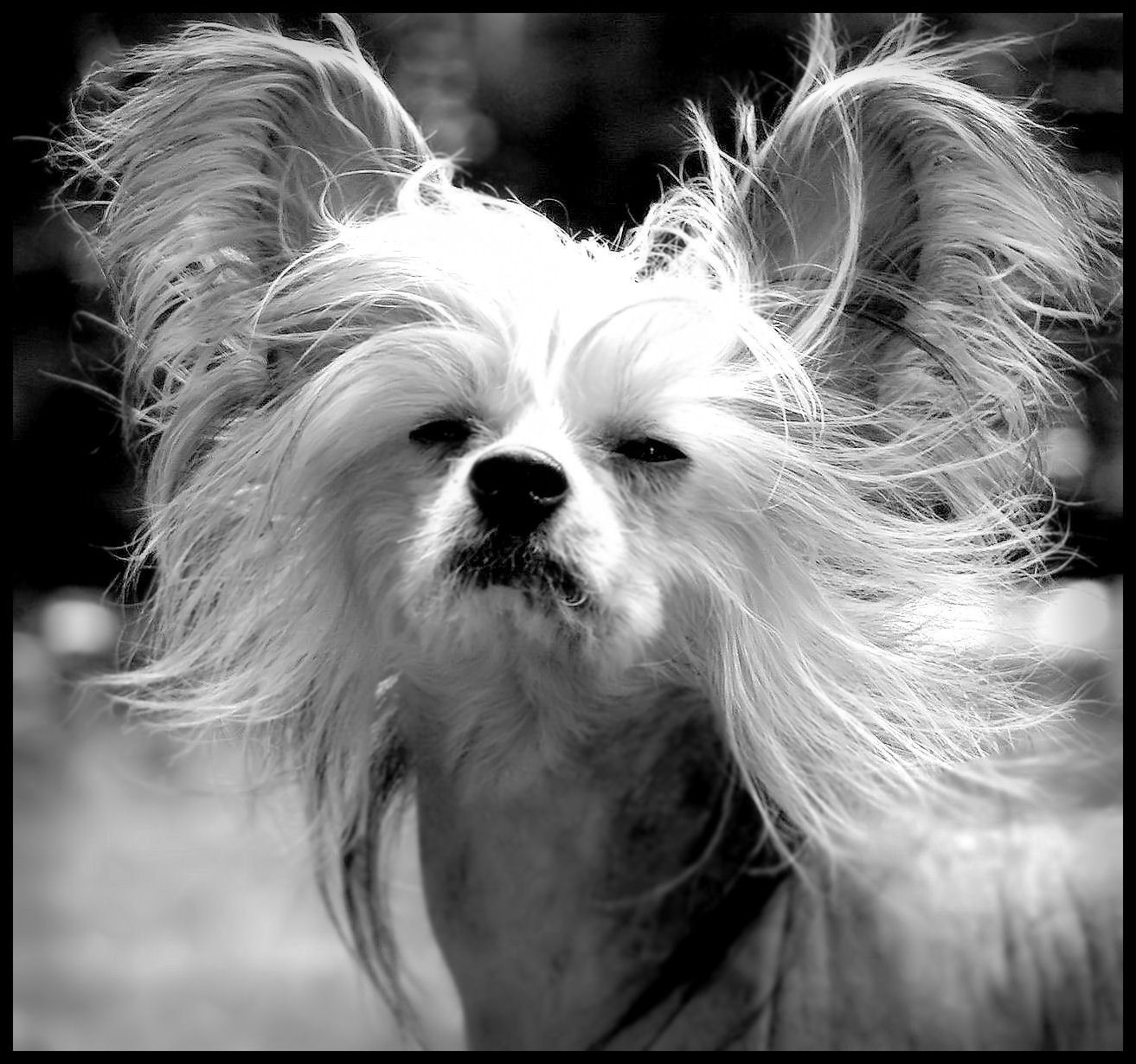 Cairn Terrier