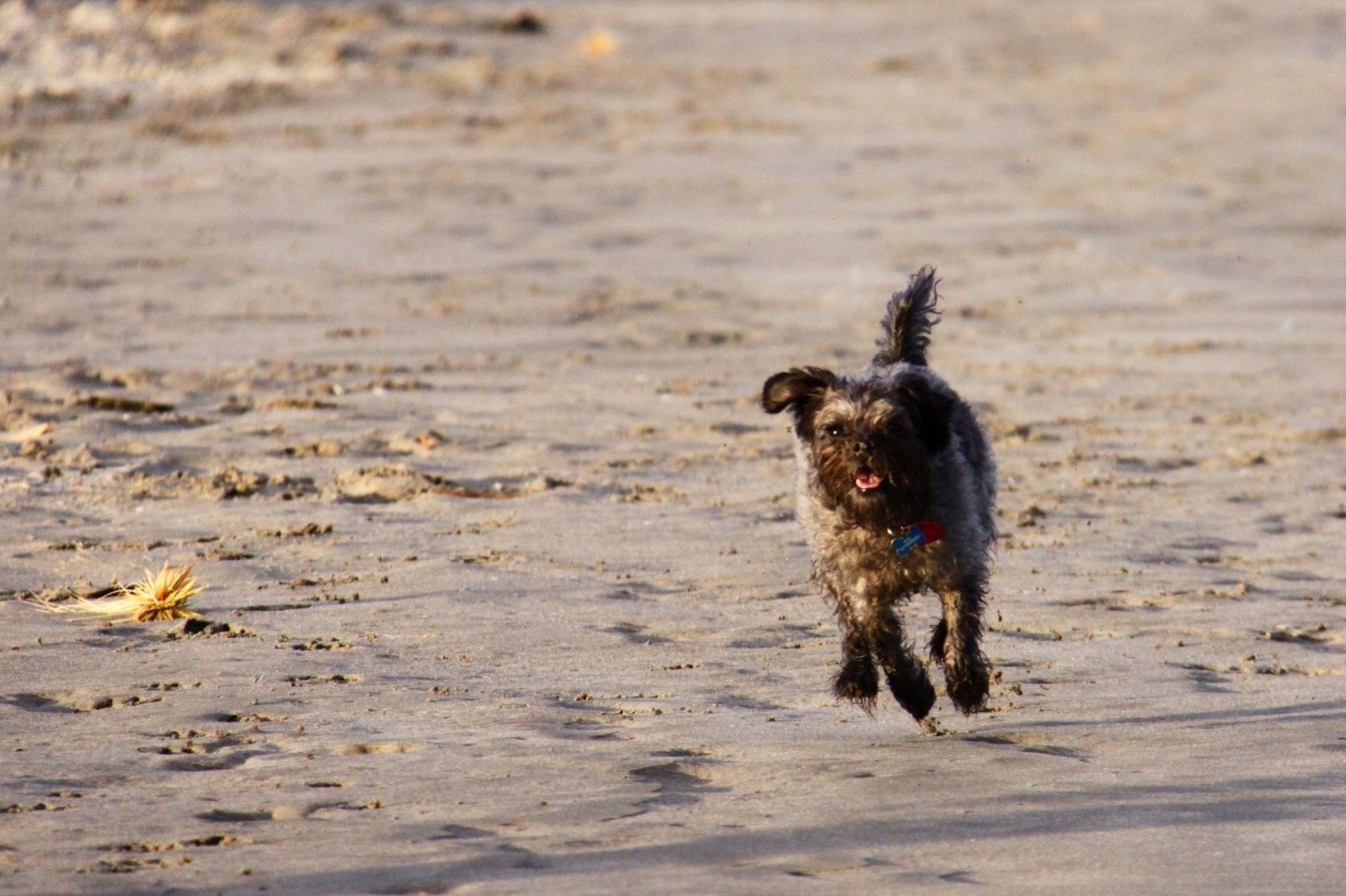 Get To Know These 21 Non-Shedding Small Dogs