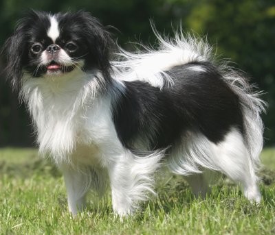 Japanese Chin