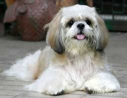 Shih Tzu