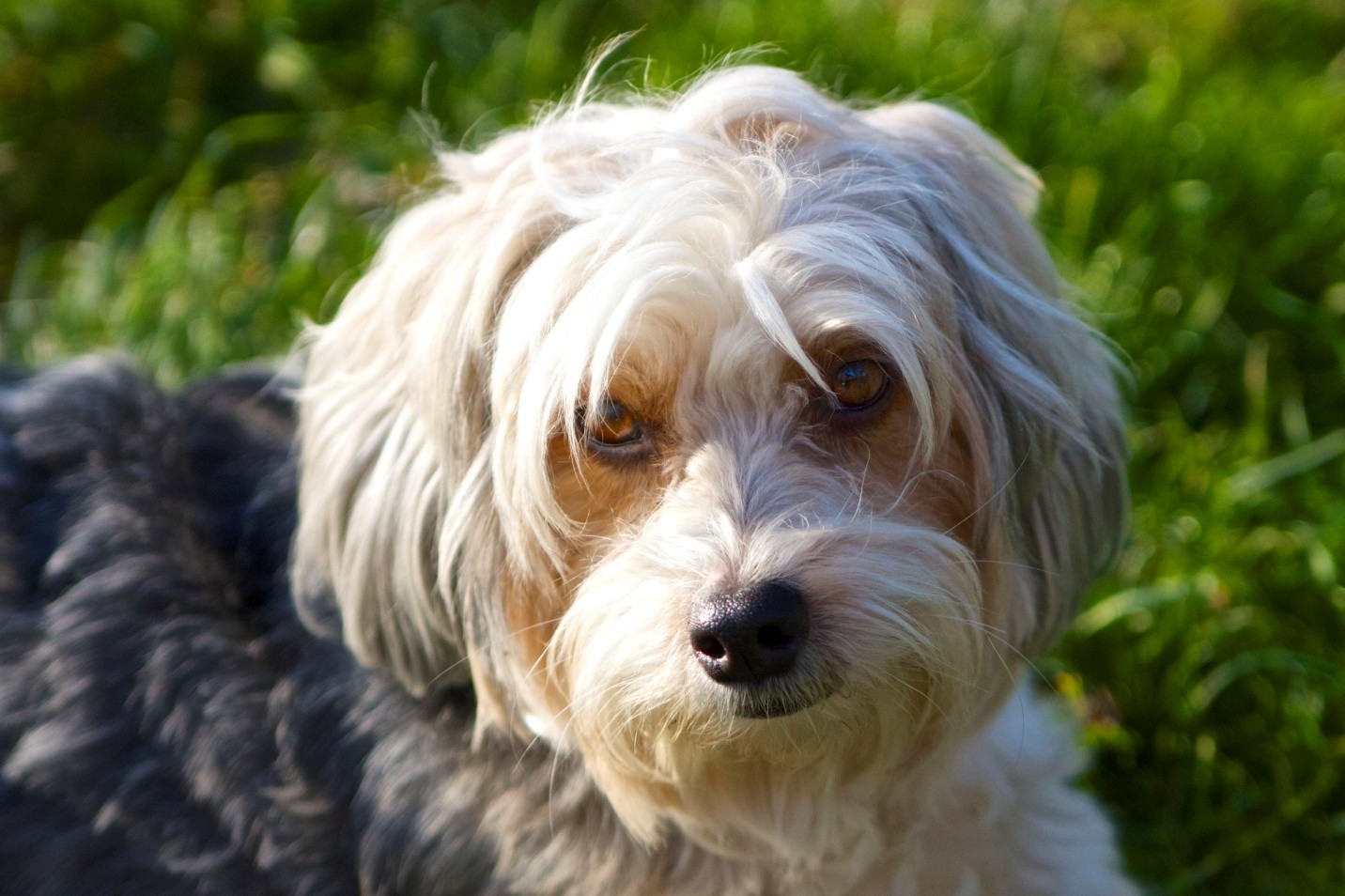 Silky Terrier