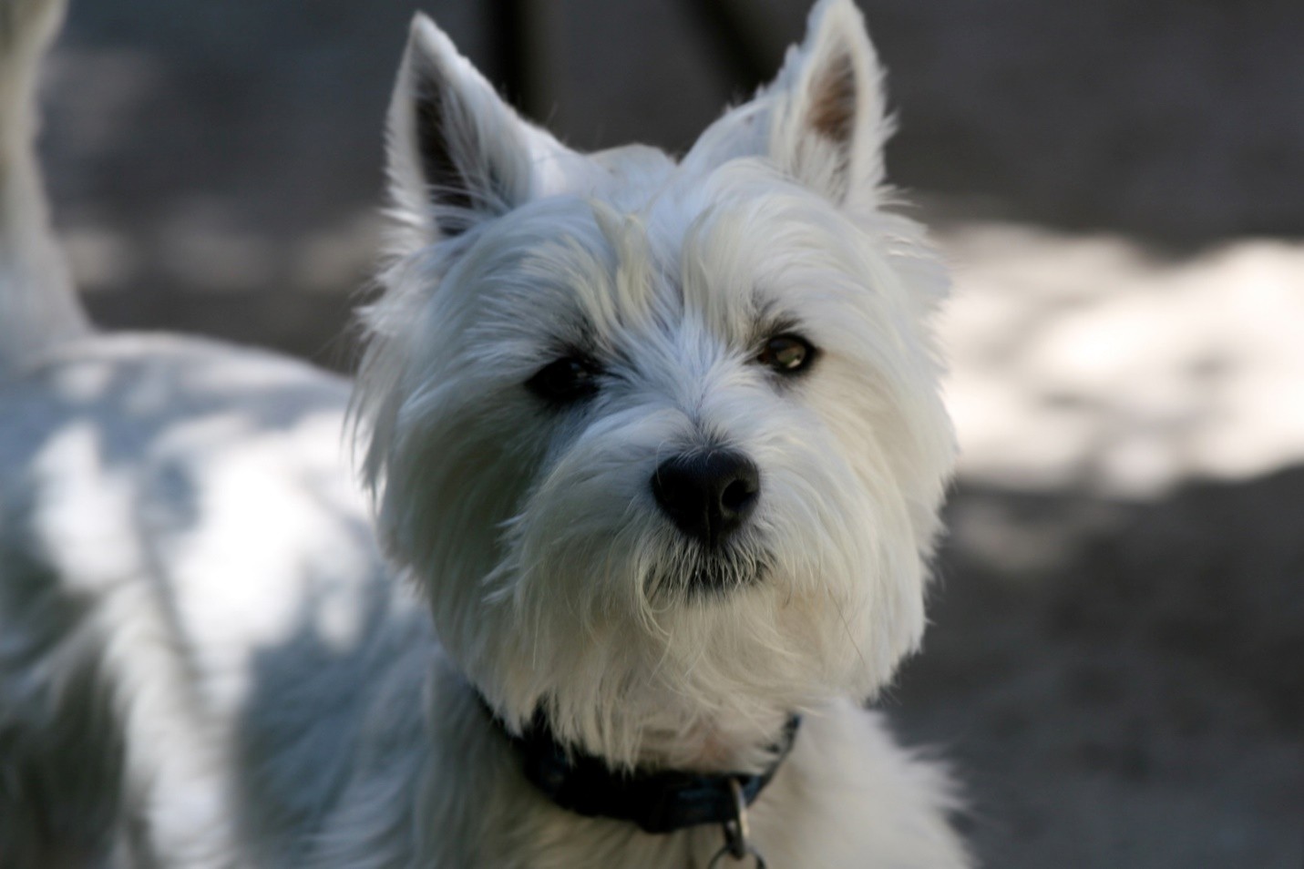 Tibetan Terrier