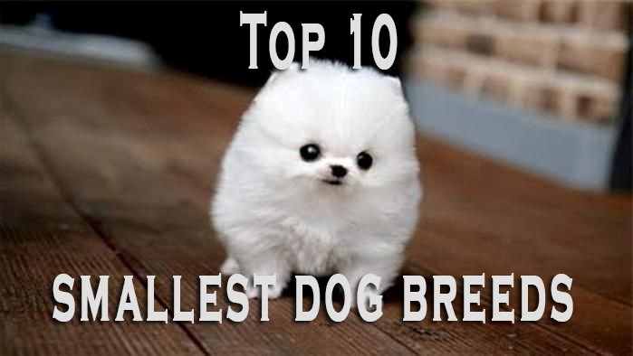 Get Yourself a New Dog and Go for Any of the Top 10 Smallest Dog Breeds Right to Brighten up Your Life